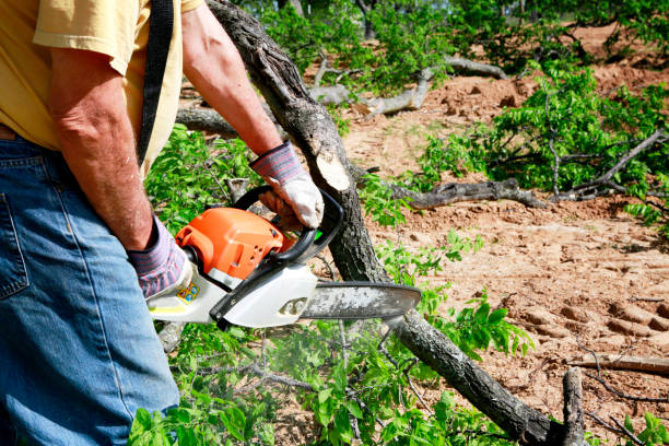 Best Emergency Tree Service  in Yelm, WA